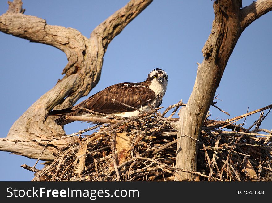 An Osprey (Pandion haliaetus) in its nest in southern Florida.