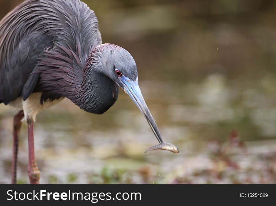 A Tricolored Heron eating a fish at Anhinga Trail, Everglades, Florida.