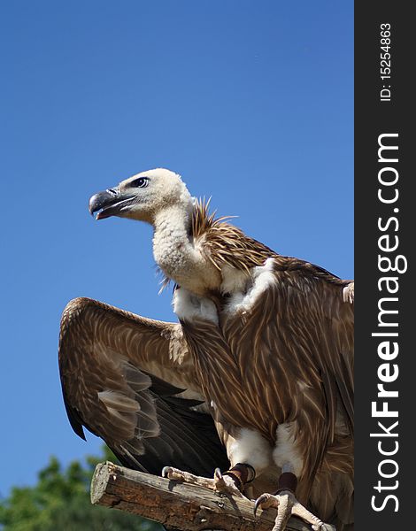 Vulture in flight in Pilsen Zoo