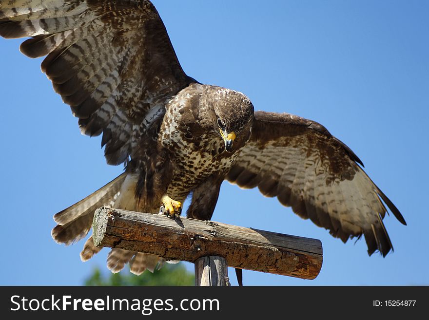 Hawk in flight in Pilsen Zoo