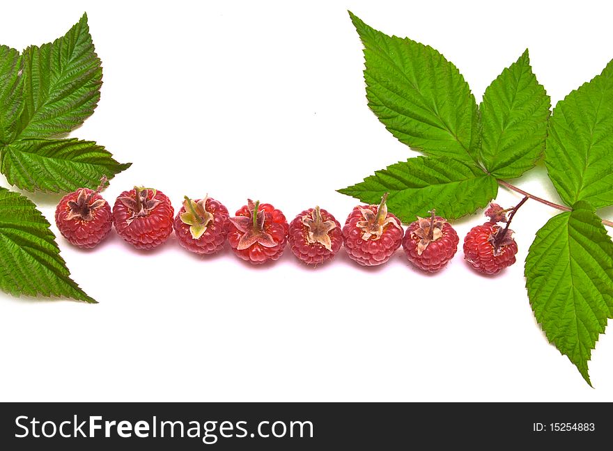 Berries of a raspberry are isolated on a white background