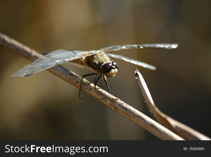 Dragonfly on a dry branch, brown background