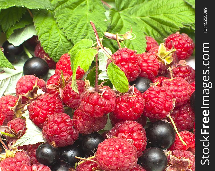 Juicy currant and raspberry on green leaves. Juicy currant and raspberry on green leaves