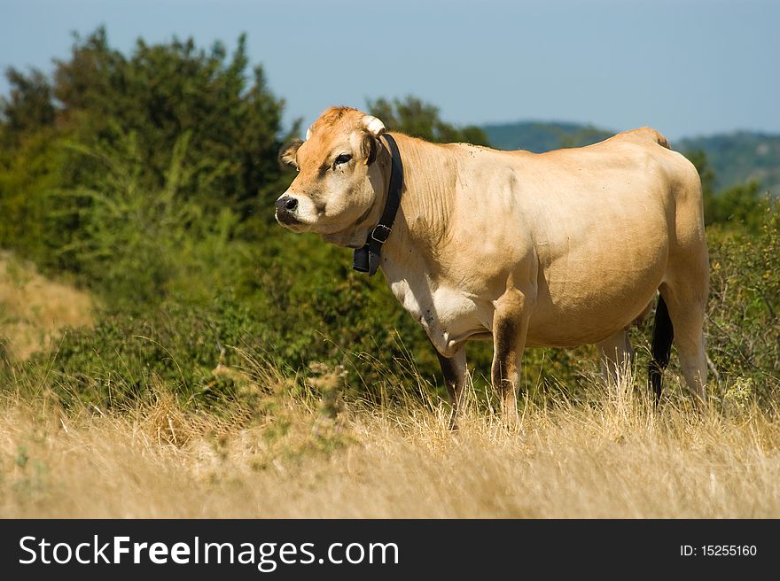 Cow on the pasture, nature outdoor. Cow on the pasture, nature outdoor