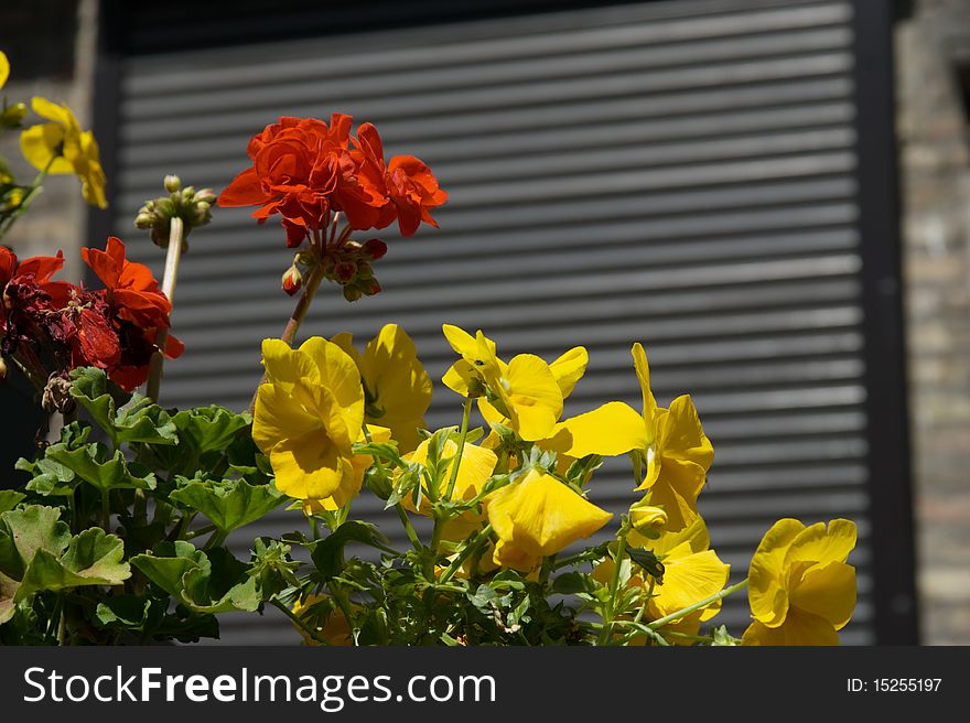 Yellow pansy bark on rich soiland red flower in town