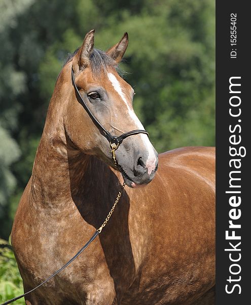 Portrait of a beautiful horse in park in the summer