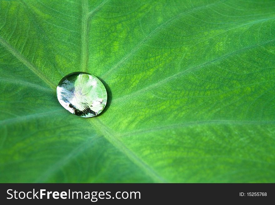 Nice detail of water drops on leaf - macro detail. Nice detail of water drops on leaf - macro detail