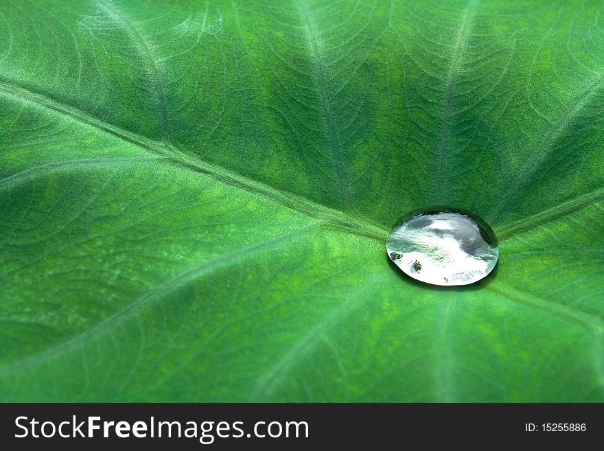 Nice detail of water drops on leaf - macro detail. Nice detail of water drops on leaf - macro detail