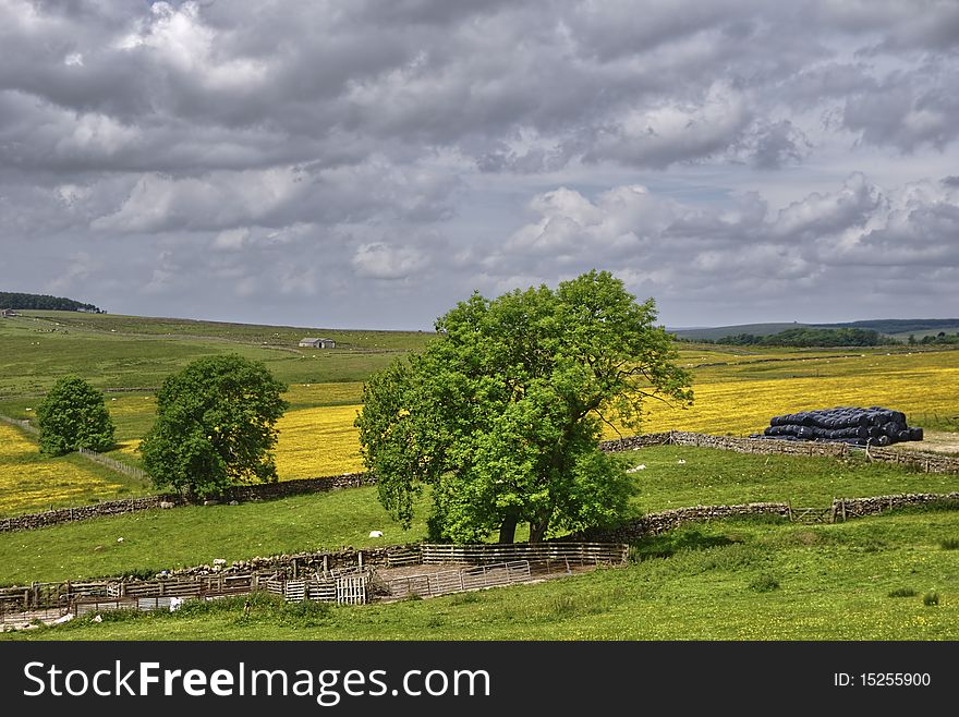 Farmland with hay meadows, bales, and tree. Farmland with hay meadows, bales, and tree