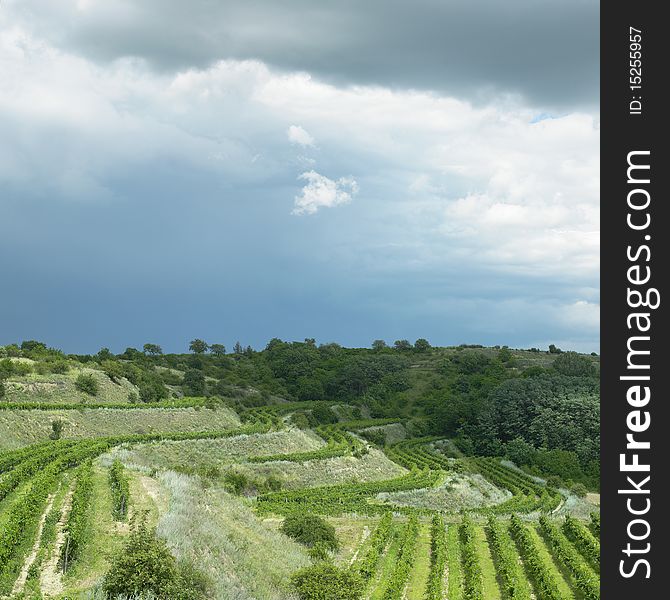 Vineyards in the Czech Republic