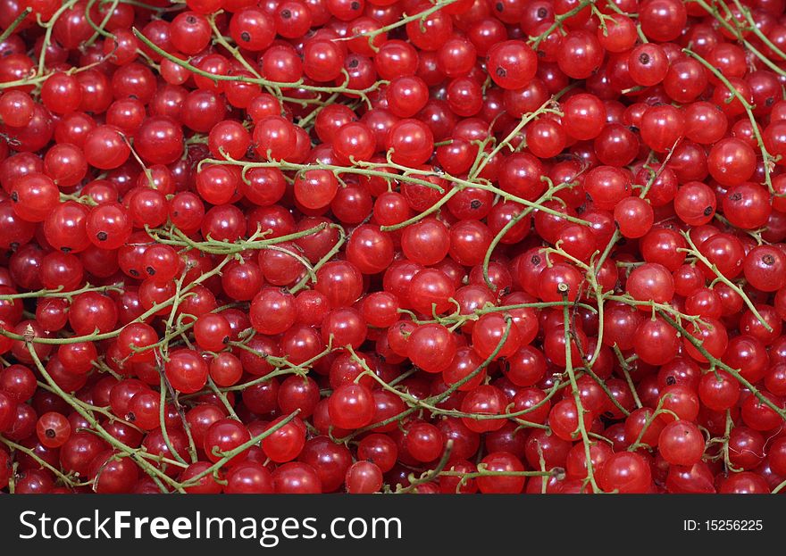 Many fresh red currants berries, cropped background.