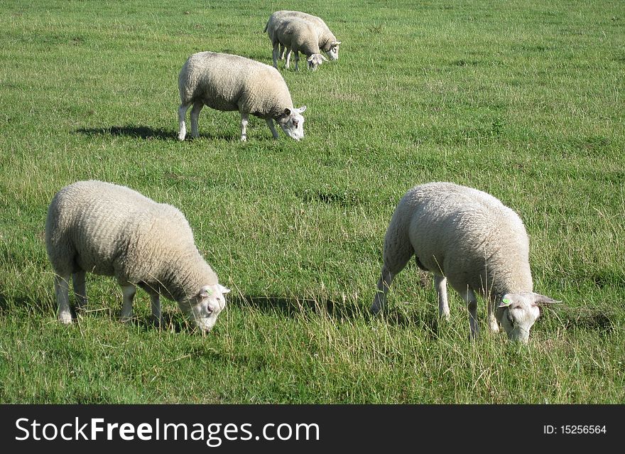 sheep grazing on the field
