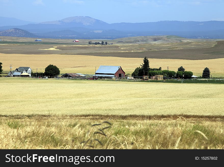 A landscape of wheat farms in eastern Washington state. A landscape of wheat farms in eastern Washington state.