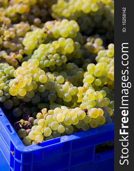 Wine harvest (riesling), Czech Republic