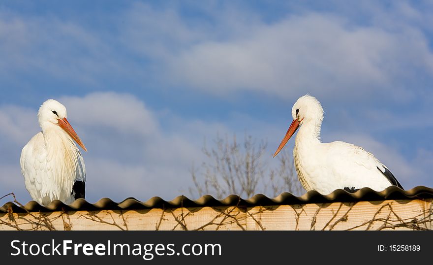 Storks breeding (Centre de Reintroduction des Cigognes), Hunawihr, Alsace, France