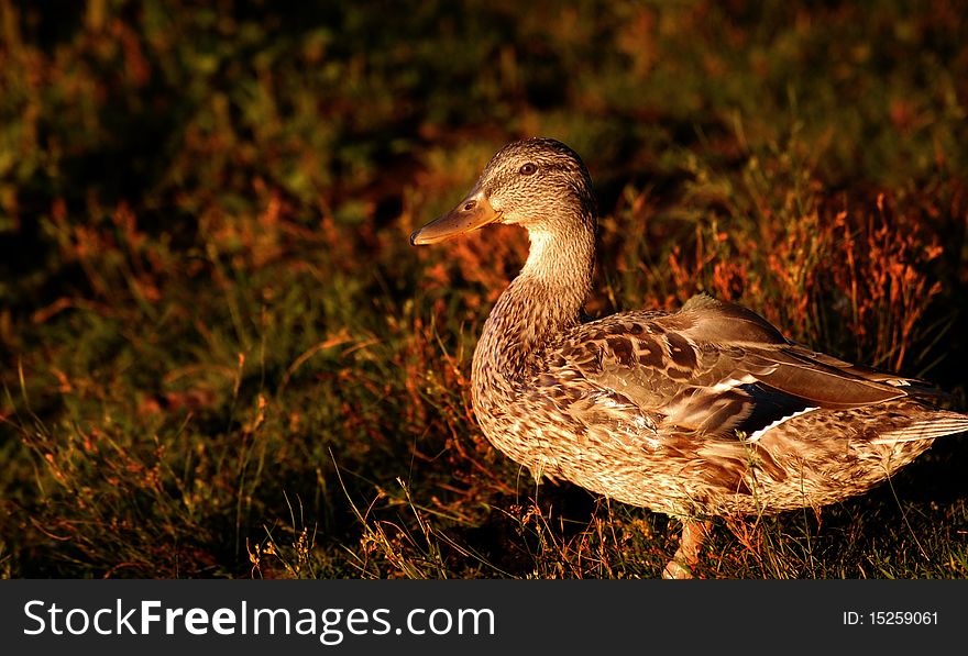 Black duck at sunset, with grass background