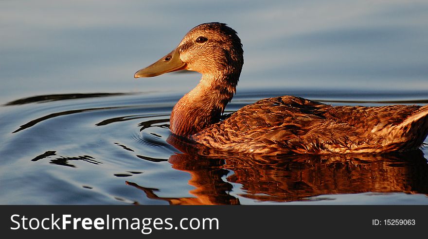 Black duck facing sunset, profile view, horizontal. Black duck facing sunset, profile view, horizontal