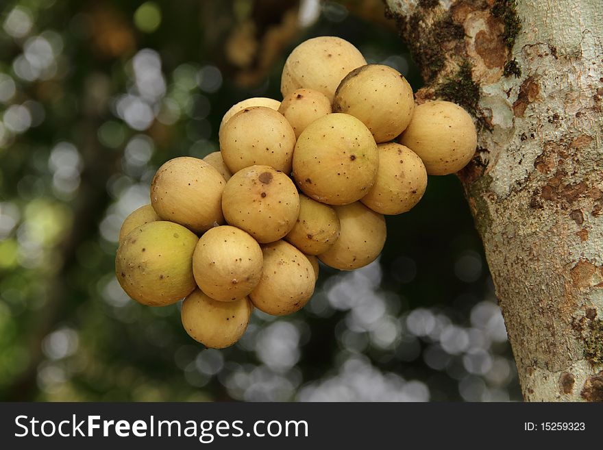 Dokong fruit which is known as Lansium Domesticum Jack. Dokong fruit which is known as Lansium Domesticum Jack