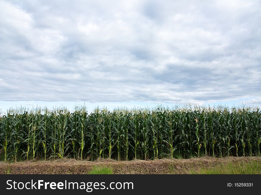 Corn Plantation