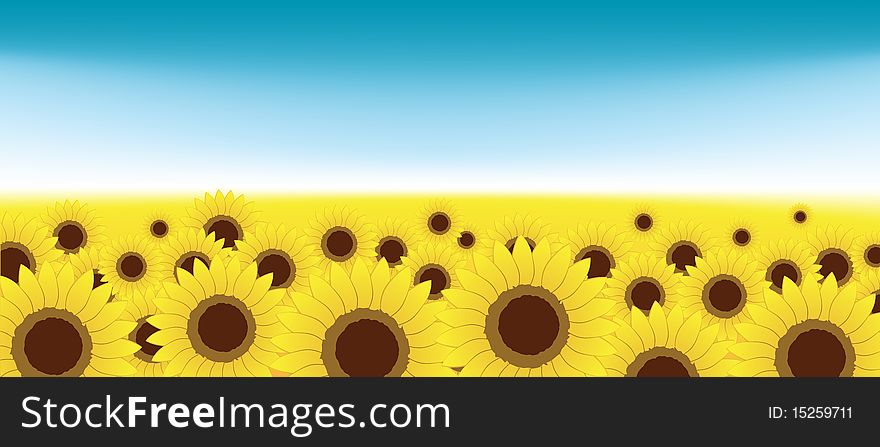 Summer meadow, sunflowers field, vector illustration