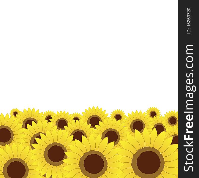 Summer meadow, sunflowers background for your design, vector illustration