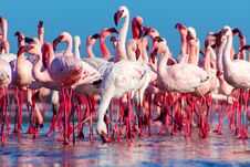 African Flamingos Walking On The Blue Salt Lake Of Namibias Royalty Free Stock Photos African Flamingos Walking On The Blue Salt Lake Of Namibias Royalty Free Stock Photos