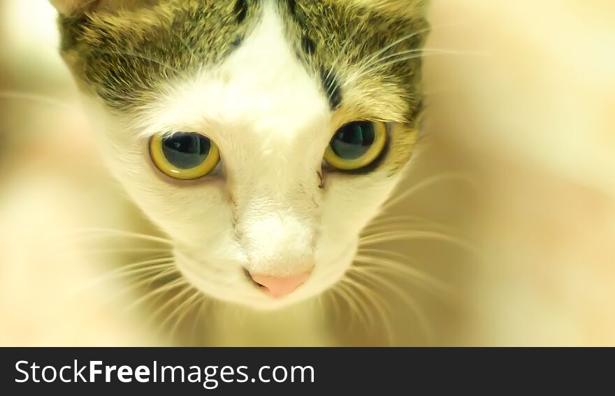 A young cat curiously. Black and white adult domestic cat portrait. A young cat curiously. Black and white adult domestic cat portrait