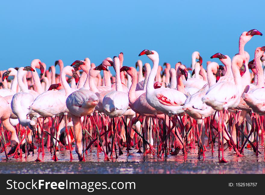 African flamingos walking on the blue salt lake of Namibias