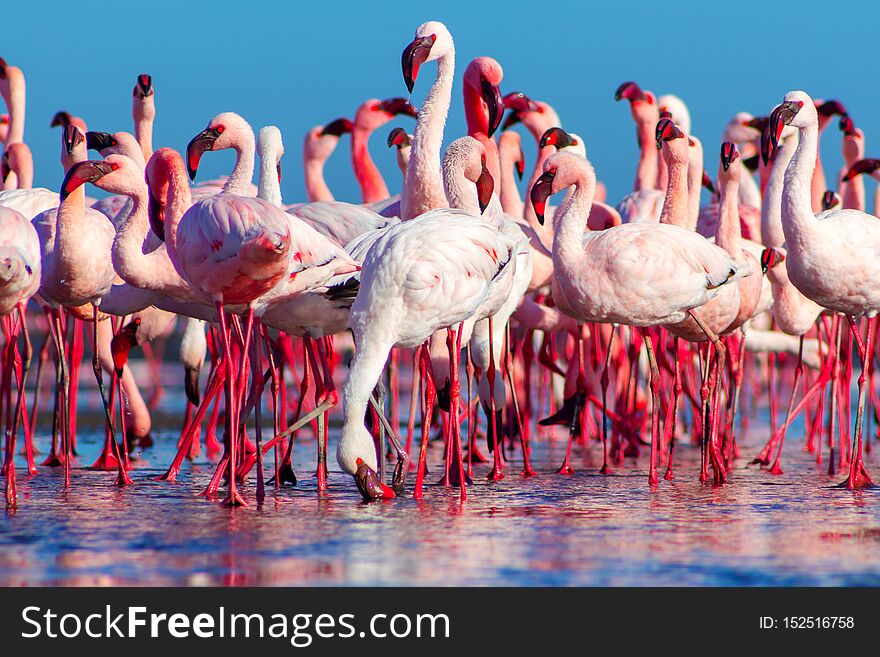 African flamingos walking on the blue salt lake of Namibias