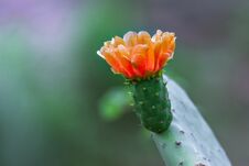 Orange Flower On Cactus Stock Photography