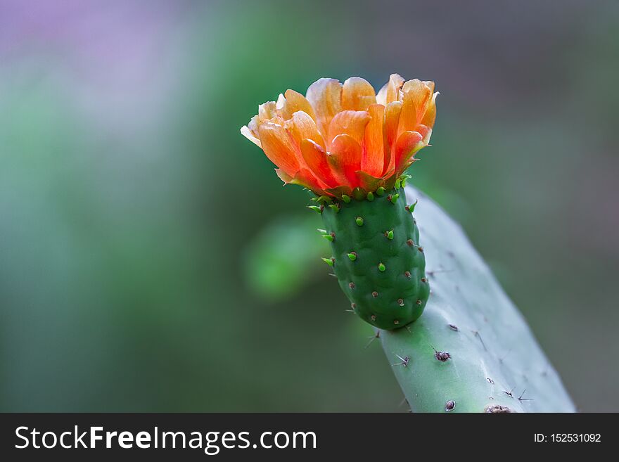 Orange flower on green cactus, blurred natural green background, blooming cactus. Orange flower on green cactus, blurred natural green background, blooming cactus