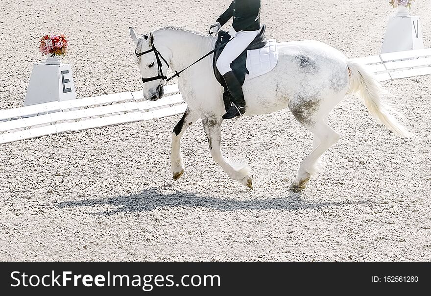 Beautiful white horse portrait during Equestrian sport competition, copy space. Beautiful white horse portrait during Equestrian sport competition, copy space