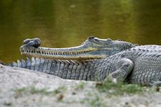 Indian Gharial Royalty Free Stock Images