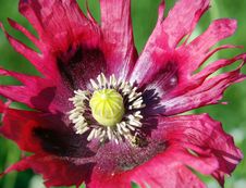 Crimson Poppy Close Up Stock Images Crimson Poppy Close Up Stock Images