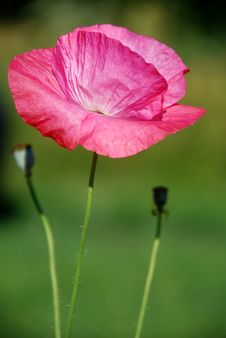 Crimson Poppy Stock Photo Crimson Poppy Stock Photo