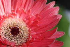 Pink Gerbera Royalty Free Stock Photo