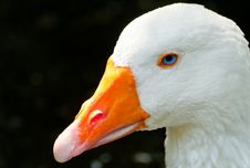 Goose Royalty Free Stock Images
