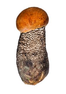 Small Isolated Orange-cap Mushroom Royalty Free Stock Photography