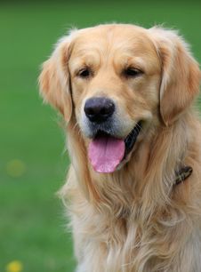 Beautiful Dog Golden Retriever Stock Photo