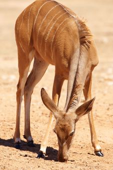 Single Kudu (Tragelaphus Strepsiceros) Royalty Free Stock Photography