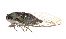 Cicada, Tibicen Linnei Stock Image