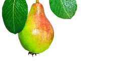 Fresh Pear With Greeen Leaves Royalty Free Stock Image