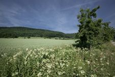 Wheat Field Royalty Free Stock Photos Wheat Field Royalty Free Stock Photos