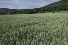 Wheat Field Stock Images Wheat Field Stock Images