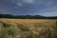 Wheat Field Royalty Free Stock Photography Wheat Field Royalty Free Stock Photography