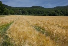Wheat Field Royalty Free Stock Images Wheat Field Royalty Free Stock Images