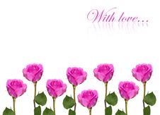 Pink Rose Isolated Stock Images Pink Rose Isolated Stock Images