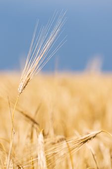 Yellow Wheat Field Royalty Free Stock Images