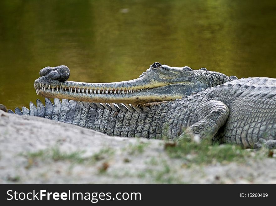 Indian Gharial basking in the sun in New Delhi Zoo, India