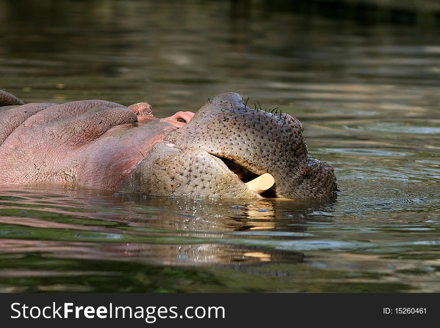 Hippopotamus enjoying in cool water in New Delhi Zoo, India. Hippopotamus enjoying in cool water in New Delhi Zoo, India